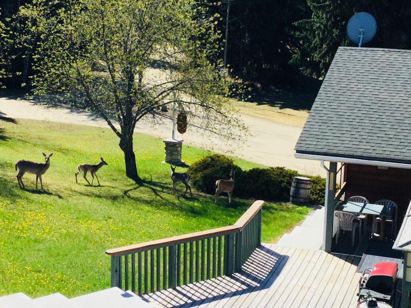 Dream Catcher Inn Valemount Extérieur photo